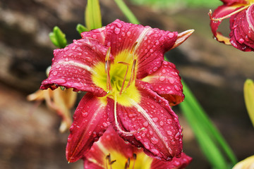 lily flower