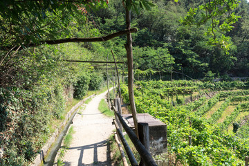 Hiking path and Vineyard panorama in Merano, South Tyrol
