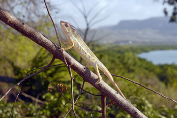 Pantherchamäleon (Furcifer pardalis) - Panther chameleon / Madagaskar © bennytrapp