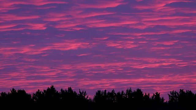 Quick clouds on the sunset sky over the pine forest, time lapse 