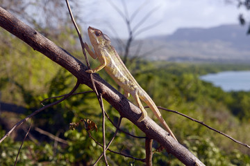 Pantherchamäleon (Furcifer pardalis) - Panther chameleon / Madagaskar © bennytrapp