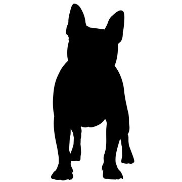 recommend clip art: French Bulldog Dog Silhouette Vector Graphics