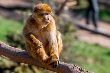 Fototapeta premium Berber Affe sitzt auf Baum Stamm und entspannt sich