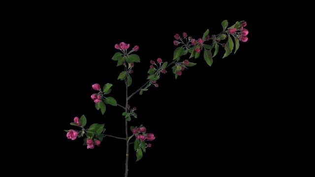 Time-lapse of blooming apple paradise branch 9x3 in 4K PNG+ format with ALPHA transparency channel isolated on black background
