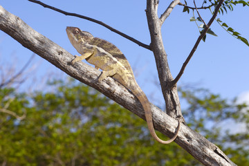 Pantherchamäleon (Furcifer pardalis) - Panther chameleon / Madagaskar © bennytrapp