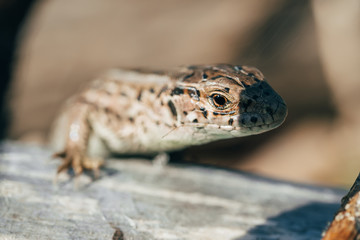 lizards head closeup sitting on tree under sun