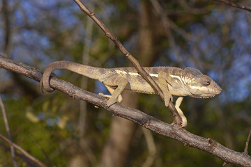 Pantherchamäleon (Furcifer pardalis) - Panther chameleon / Madagaskar © bennytrapp
