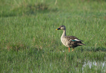 The spot-billed duck  at Sultanpur bird Sanctuary, India