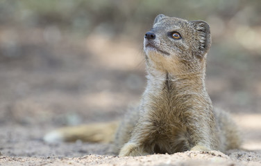 Yellow Mongoose lie down to rest on the Kalahari desert sand in shade
