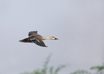 The spot-billed duck flying at Sultanpur bird sanctuary, Indian