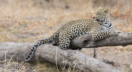 Leopard resting on a fallen tree log rest after hunting