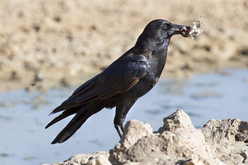 Black Crow killing and eating a small bird at a waterhole in the Kalahari