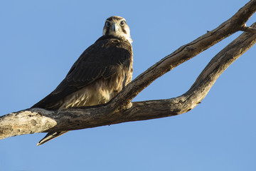 Lannar Falcon sitting in a dead tree against bright blue sky