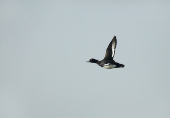 Tufted duck  at Sultanpur bird Sanctuary, India