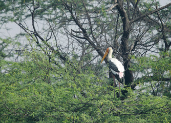 A painted stork perched on a tree  at Sultanpur bird Sanctuary, India