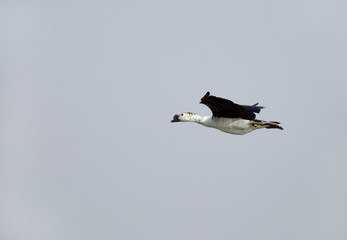 Knob-billed duck in flight  at Sultanpur bird Sanctuary, India