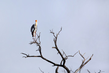 Painted stork perched on a tree  at Sultanpur bird Sanctuary, India 