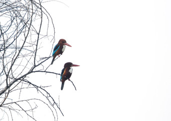 A pair of White-throated Kingfisher at Sultanpur bird Sanctuary, India