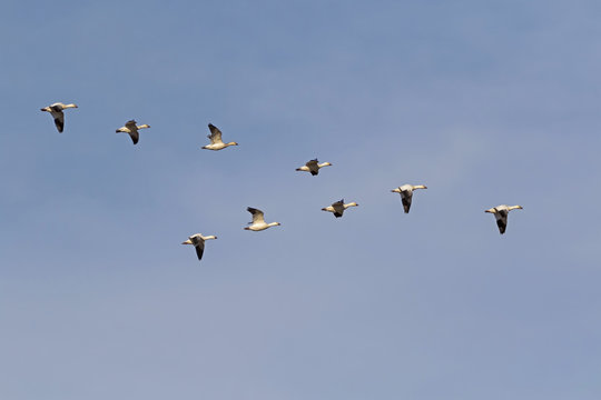 Birds a flock of snow geese flying high above the California desert