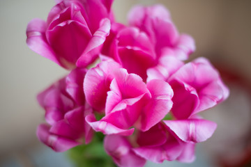Bouquet of pink tulips on the background