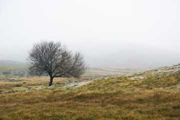 Tree and fog