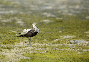 Common redshank at Busaiteen coast, Bahrain 