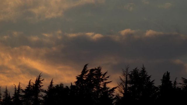 Forest And Clouds at Dawn Parorama