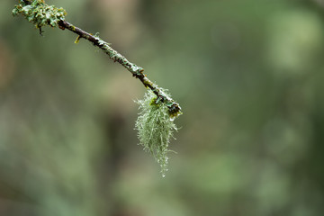 Green lichen on a branch