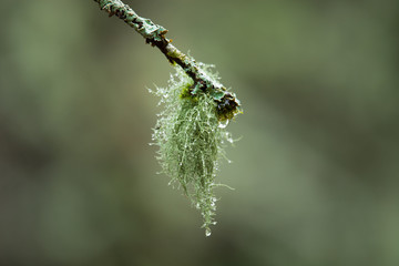 Green lichen on a branch