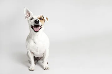 Rolgordijnen De grappige lachende hond © themost