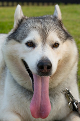 Siberian. The Siberian Husky rests on the grass.

