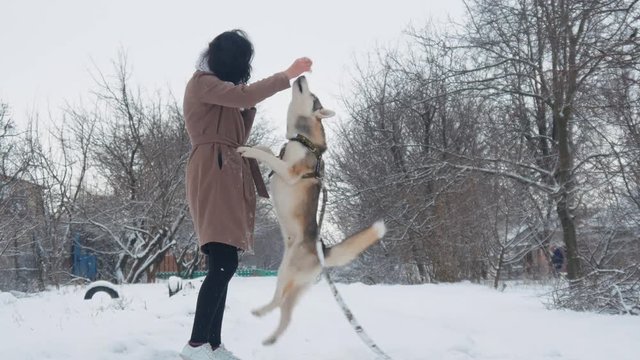 young woman playing with a husky dog in winter in a snowy garden