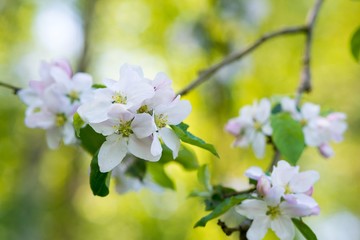 Zarte Apfelblüten im Frühling, Niedersachsen, Deutschland, Europa