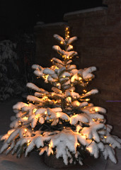 Weihnachtsbaum, Tannenbaum, Christbaum