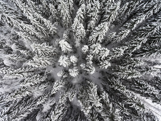Top view at the snowy pine tops in thick evergreen forest, background