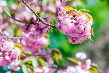 closeup of pink flowers with shallow depth of field on the branches of Japanese sakura  bloomed  in spring green garden blurred background
