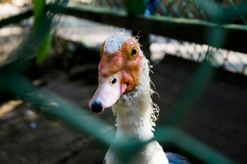 Beautiful White goose