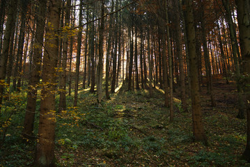 Herbstwald auf der Schwäbischen Alb