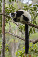 Black and White Ruffed Lemur - Varecia variegata, Madagascar.  Critically Endangered lemur. Beautifull primate from Madagascar rain forest.