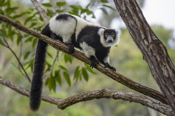 Black and White Ruffed Lemur - Varecia variegata, Madagascar.  Critically Endangered lemur. Beautifull primate from Madagascar rain forest.