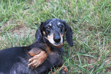 Senior Miniature Black and Tan Dapple Dachshund in grassy field.