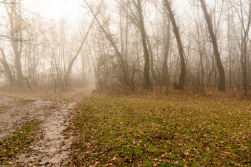 Road in a foggy forest on cold autumn day