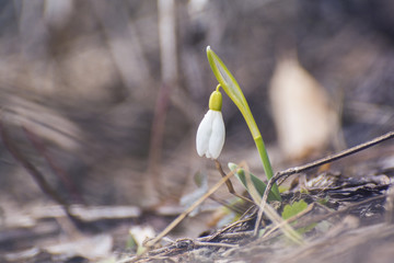 Snowdrop in springtime on a fade background