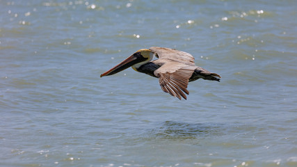 Pelican gliding, Sanibel Island, Florida, USA
