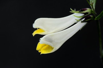 Flowers of common cow wheat