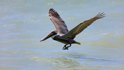Pelican starts to fly, Sanibel Island, Florida, USA