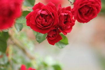 Valentine's Day, red roses, March 8, greeting card with flowers on holiday, natural background, declaration of love, red flowers in pop art style, minimalism, art