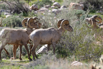 Desert Bighorn Sheep - Ovis canadensis nelsoni