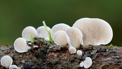 Elastic oysterling, Panellus mitis, mushrooms from Finland