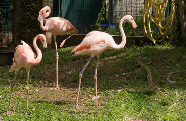 Flamants roses